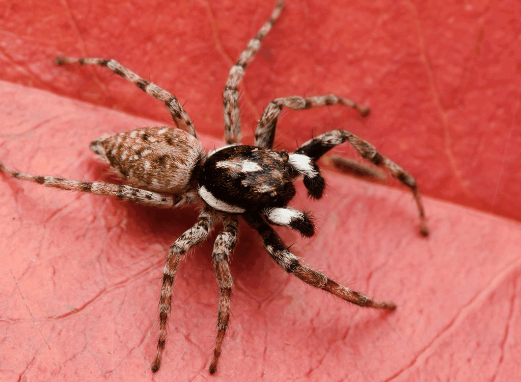 Menemerus_semilimbatus-1.jpg