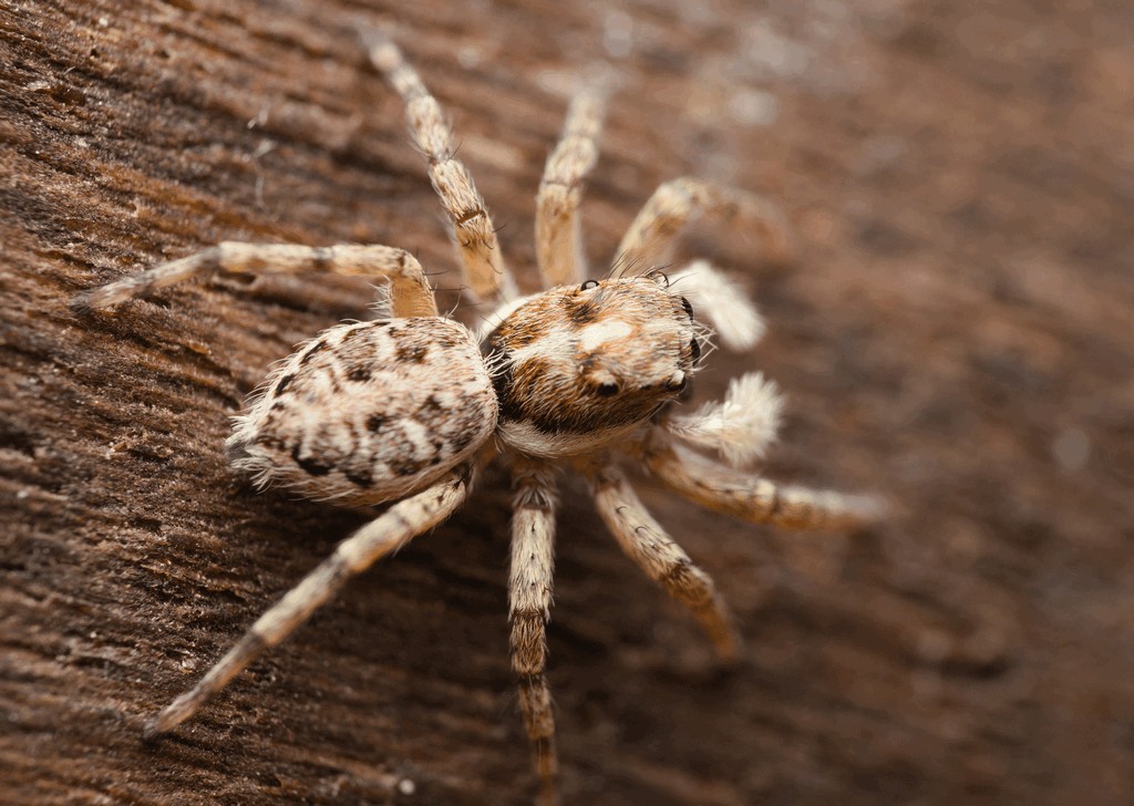 Menemerus_semilimbatus-2.jpg