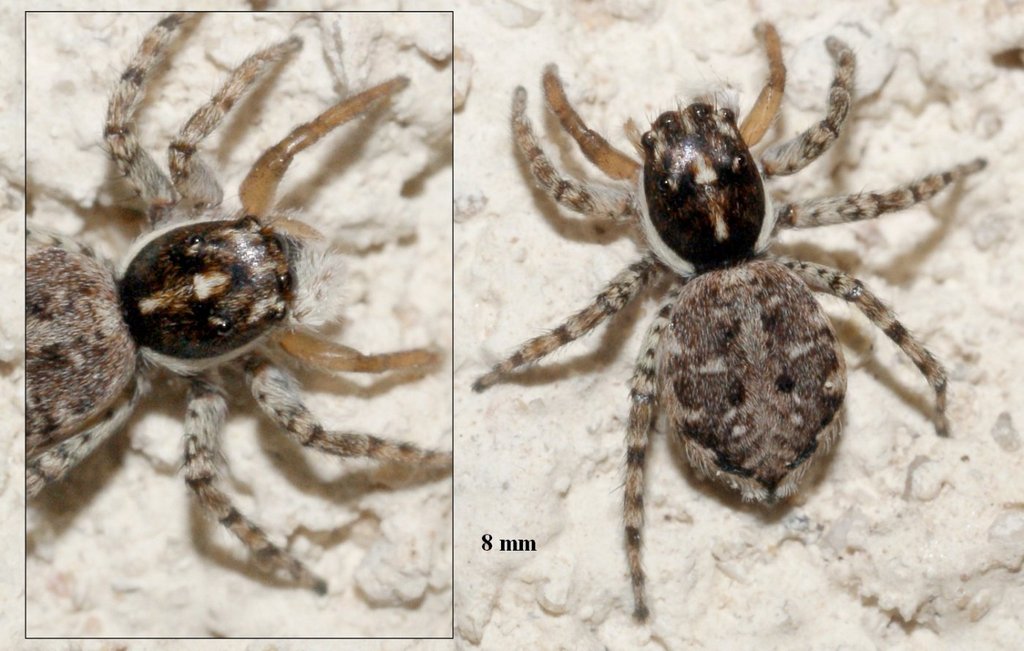 Menemerus_semilimbatus-3.jpg