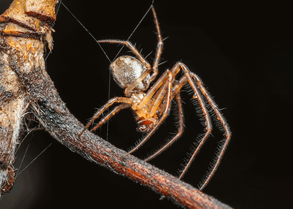 Metellina_mengei-5.jpg