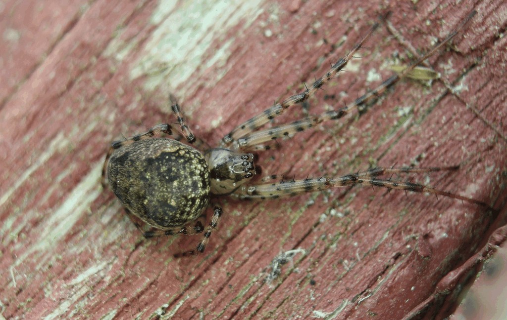 Metellina_merianae-1.jpg