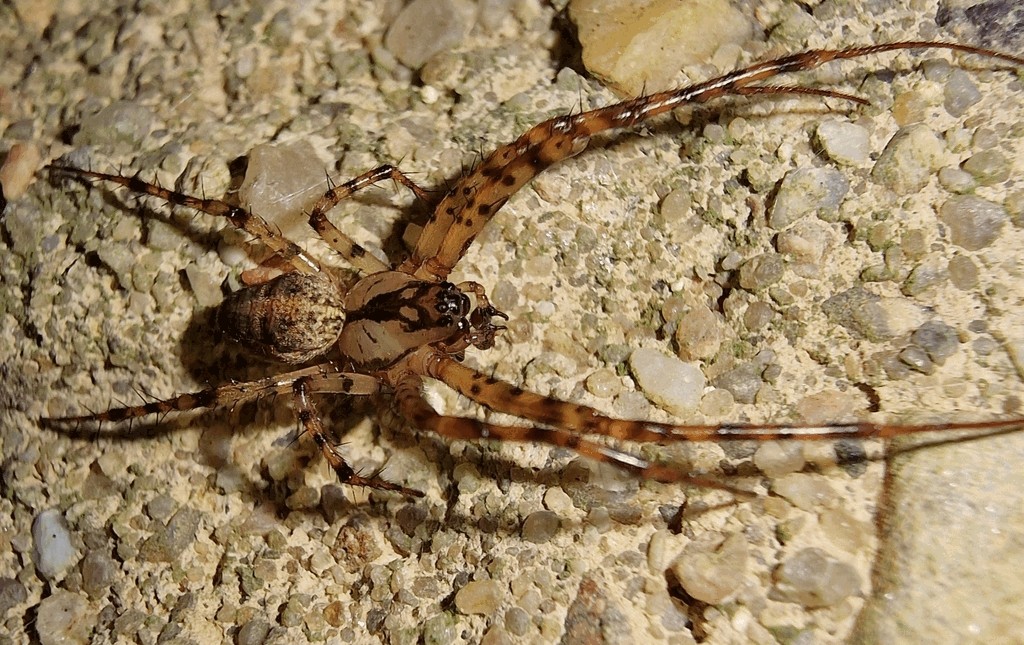 Metellina_merianae-2.jpg