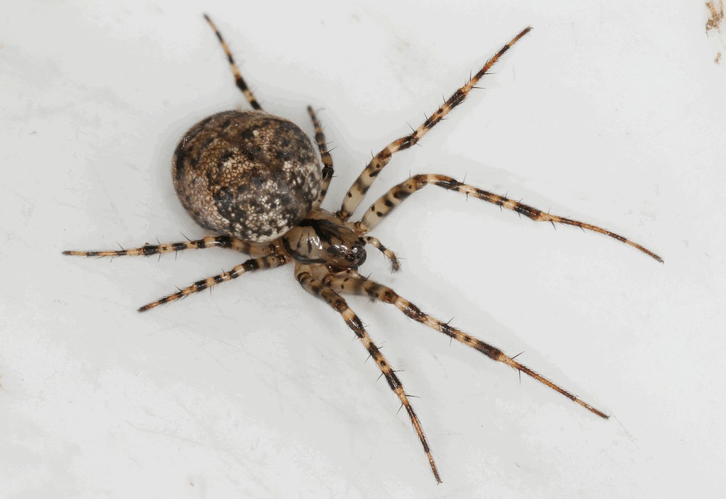 Metellina_merianae-3.jpg