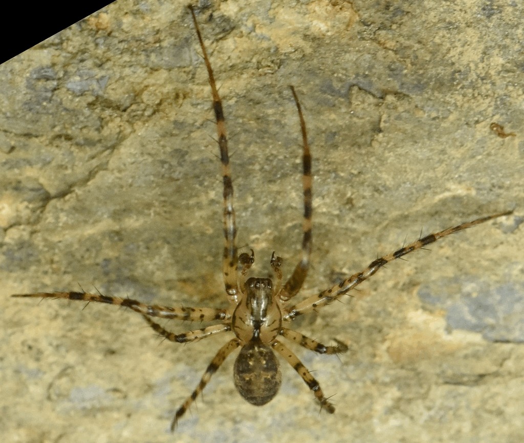 Metellina_merianae-5.jpg