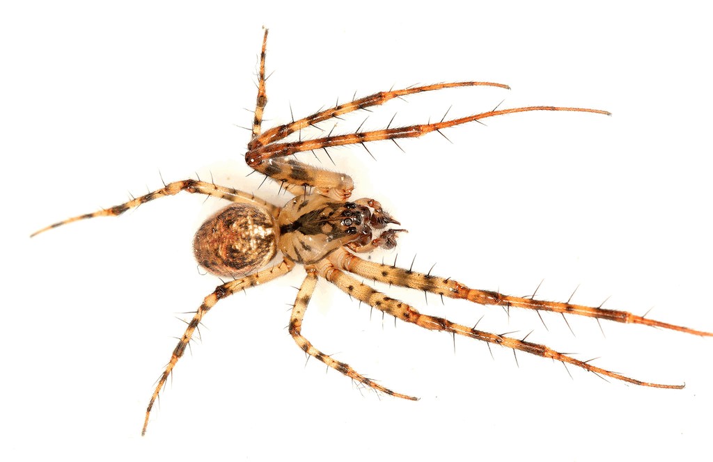 Metellina_merianae-6.jpg
