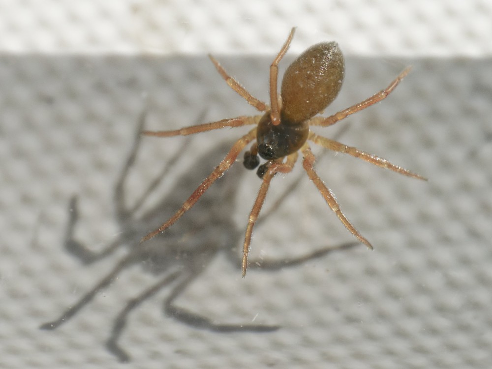 Metopobactrus_prominulus-1.jpg
