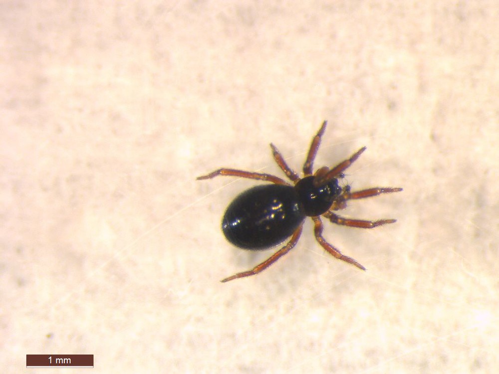 Metopobactrus_prominulus-2.jpg