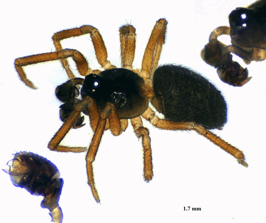 Metopobactrus_prominulus-3.jpg