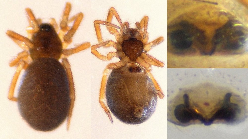 Metopobactrus_prominulus-4.jpg