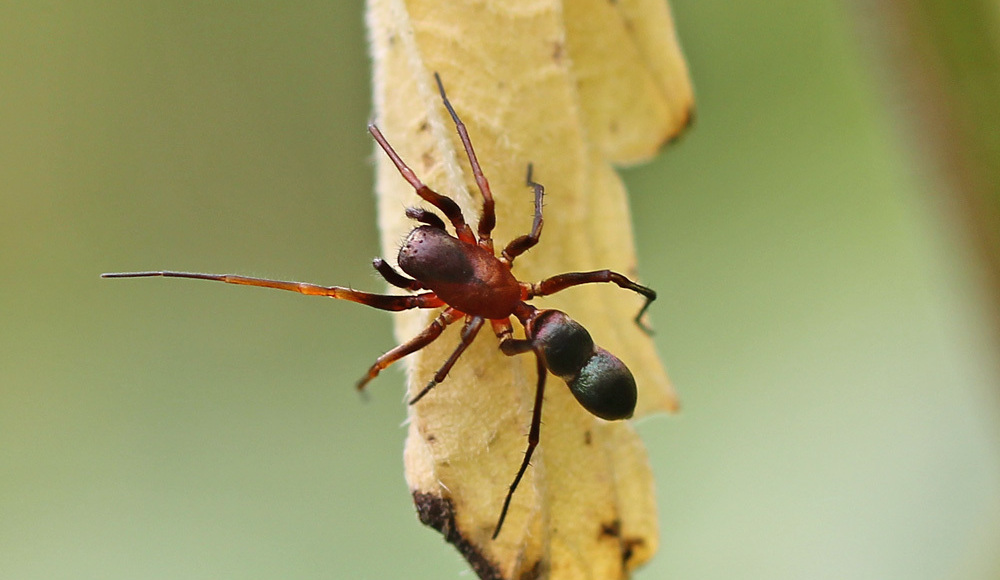 Micaria_formicaria-1.jpg