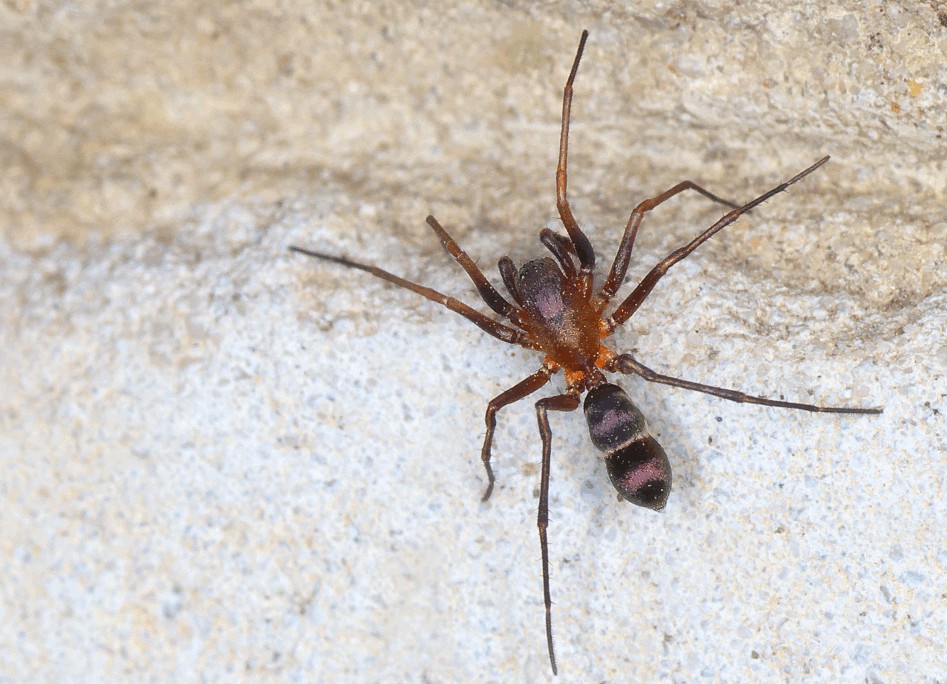 Micaria_formicaria-2.jpg