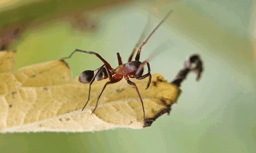 Micaria_formicaria-3a.jpg