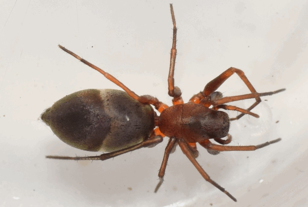 Micaria_formicaria-5a.jpg