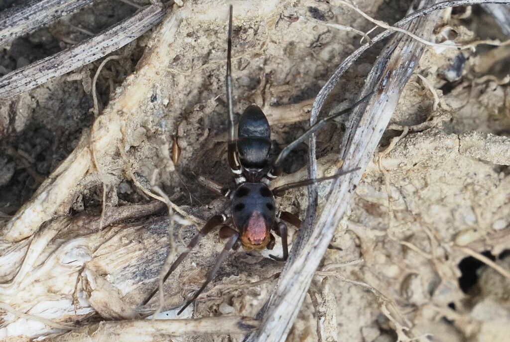 Micaria_fulgens-1.jpeg