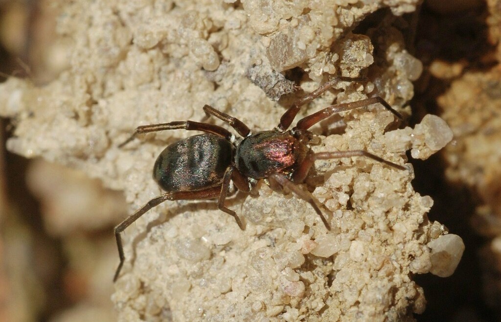 Micaria_fulgens-2.jpeg