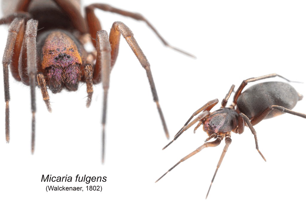 Micaria_fulgens-4a.jpg