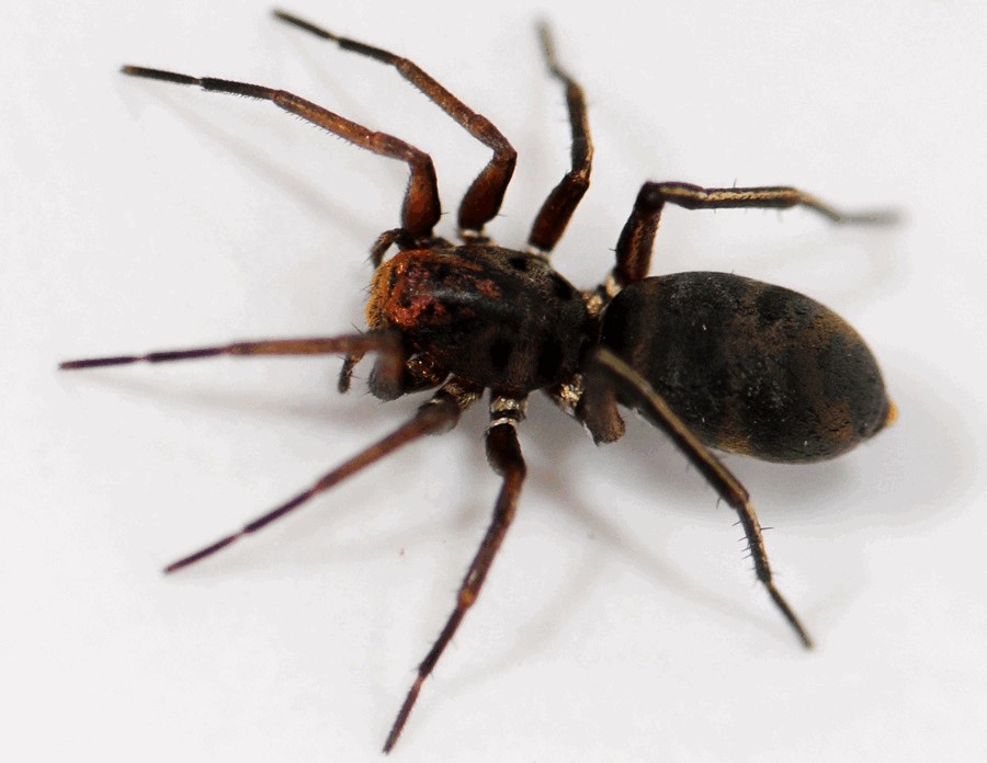 Micaria_fulgens-5a.jpg