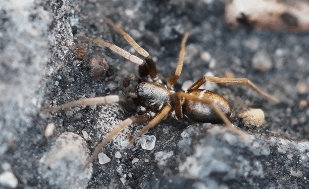 Micaria_pulicaria-1.jpg