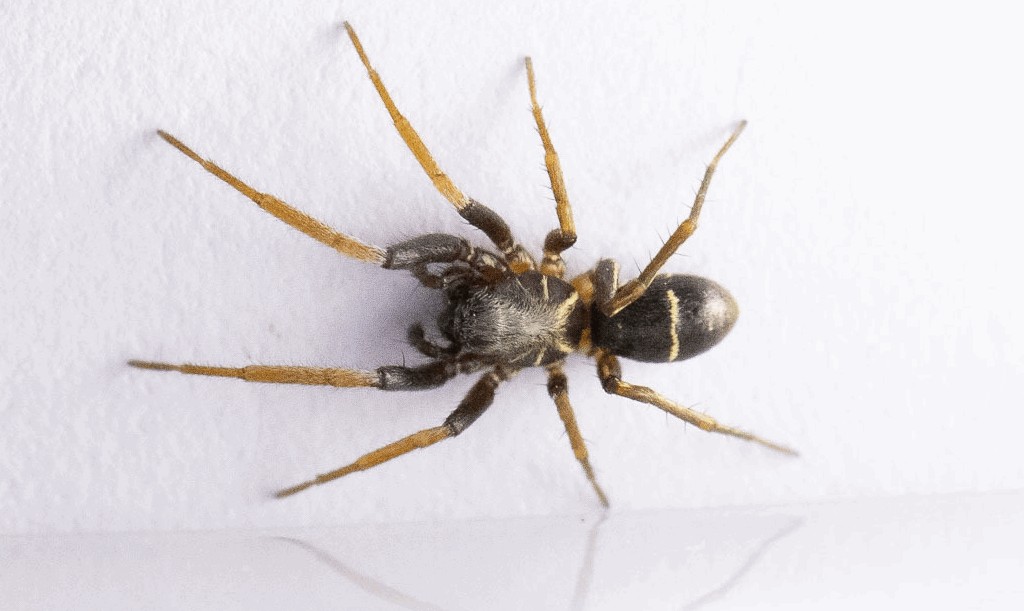 Micaria_pulicaria-2.jpg