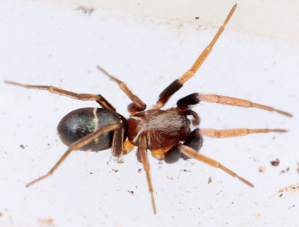 Micaria_pulicaria-3.jpg