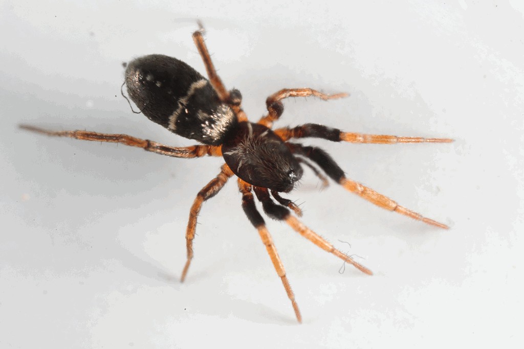 Micaria_pulicaria-4.jpg