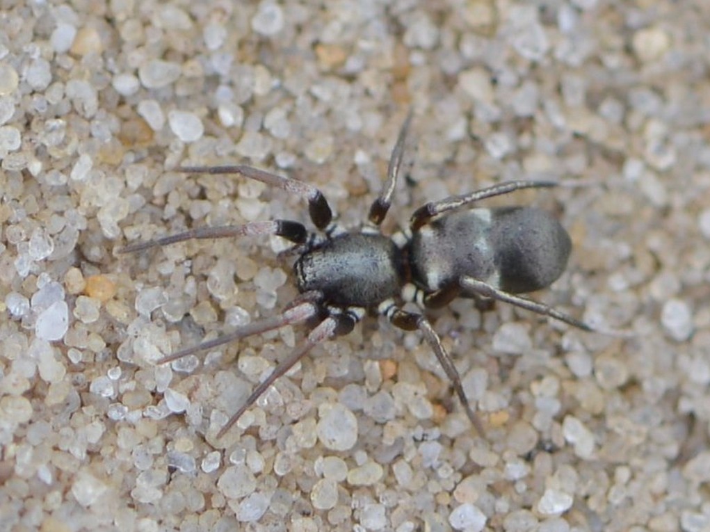 Micaria_silesiaca-0.jpg