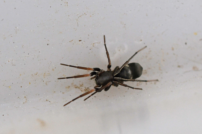 Micaria_silesiaca-1.jpg