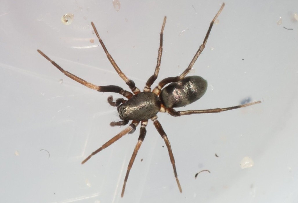 Micaria_silesiaca-3.jpg