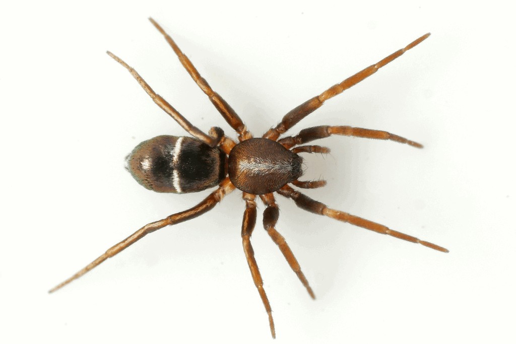 Micaria_subopaca-3.jpg