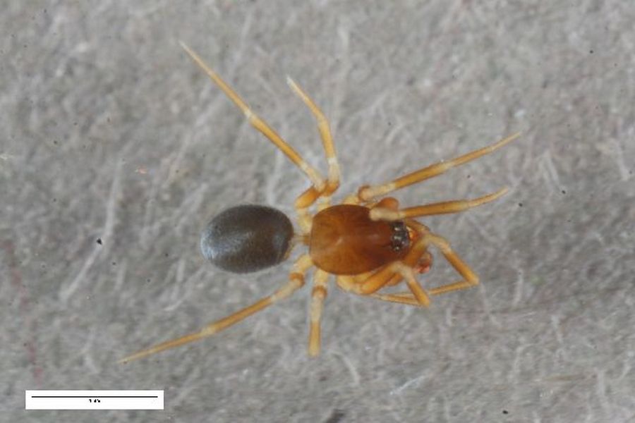 Micrargus_subaequalis-2a.jpg