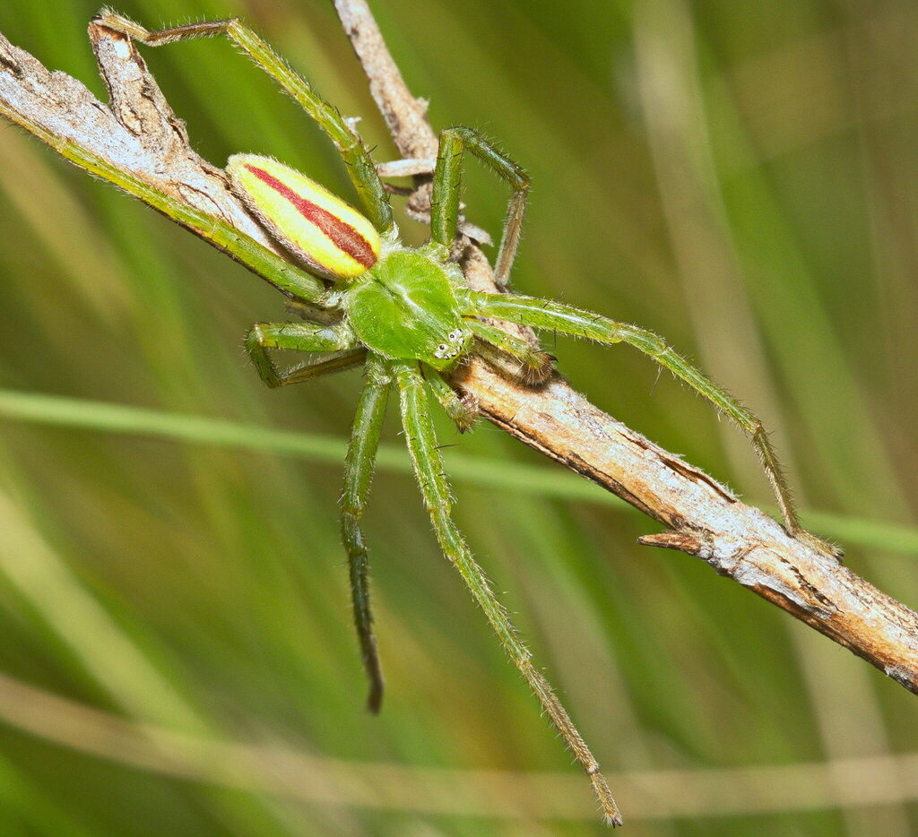 Micrommata_virescens-2.jpg
