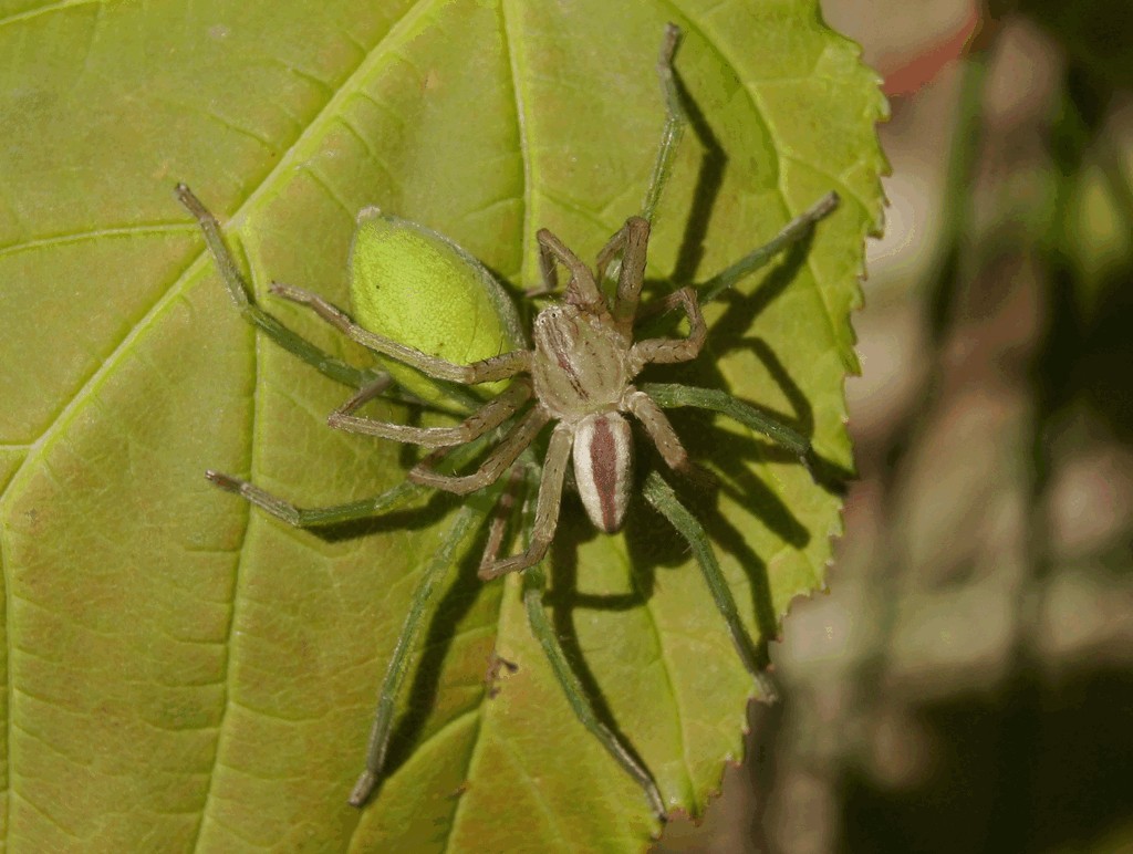 Micrommata_virescens-5.jpg