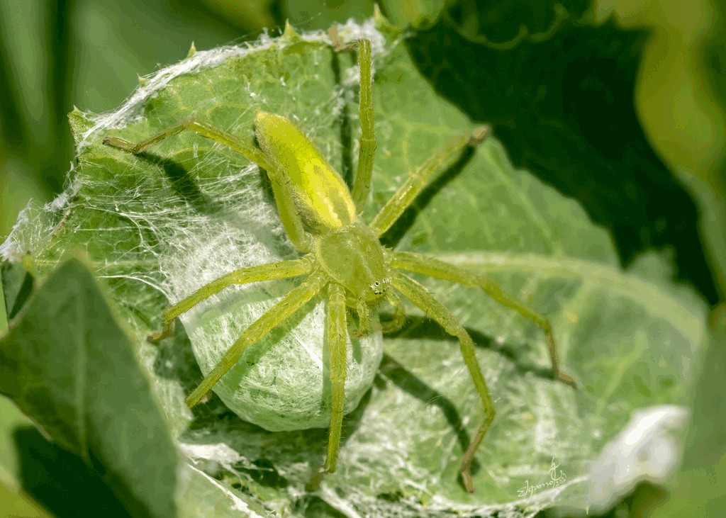 Micrommata_virescens-6.jpg