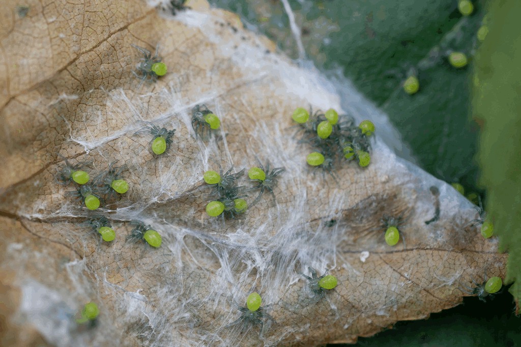 Micrommata_virescens-8.jpg