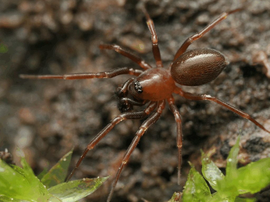 Microneta_viaria-1.jpg