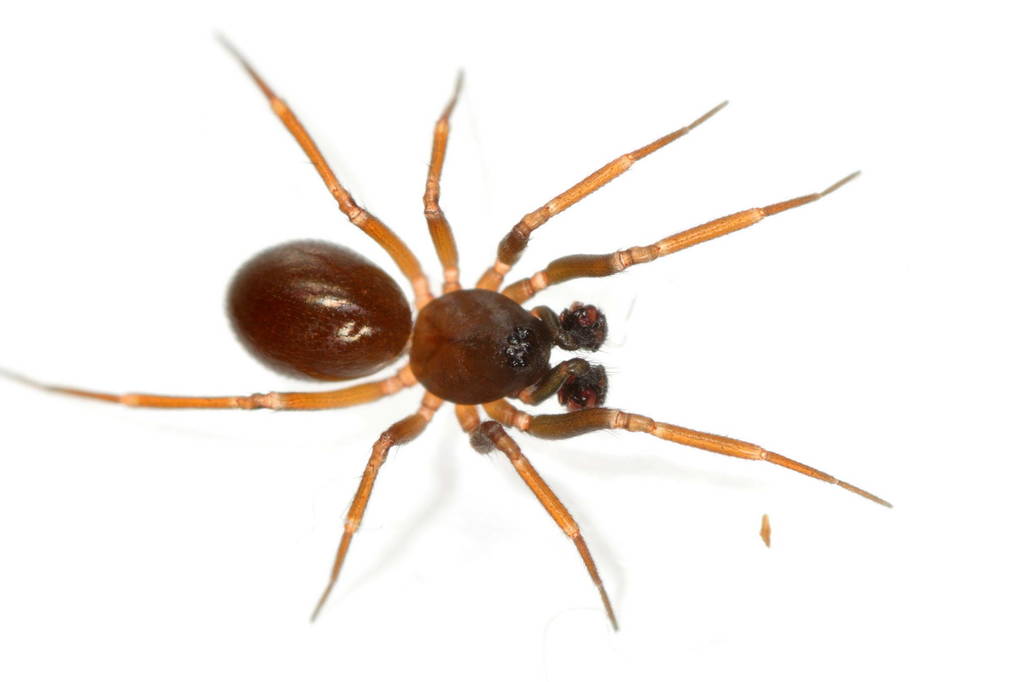 Microneta_viaria-2.jpg
