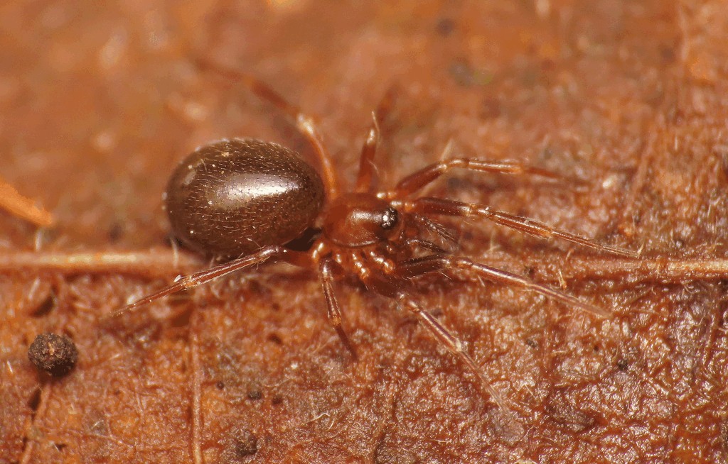 Microneta_viaria-3.jpg