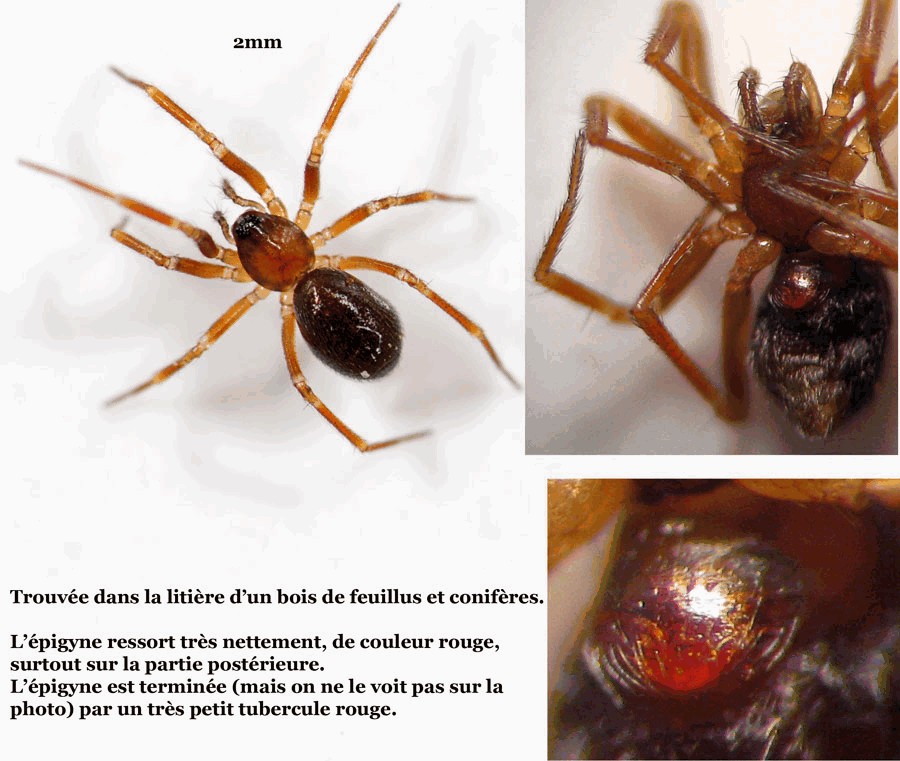 Microneta_viaria-4a.jpg