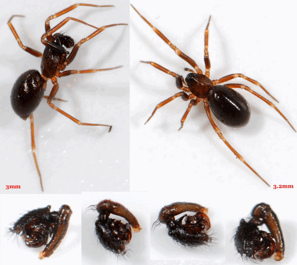Microneta_viaria-5a.jpg