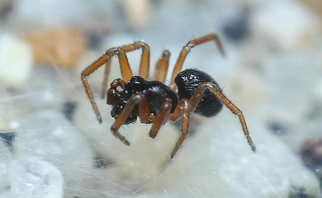 Minyriolus_pusillus-0.jpg