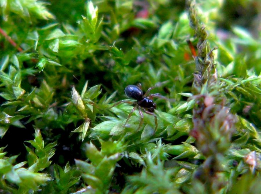 Minyriolus_pusillus-1.jpg