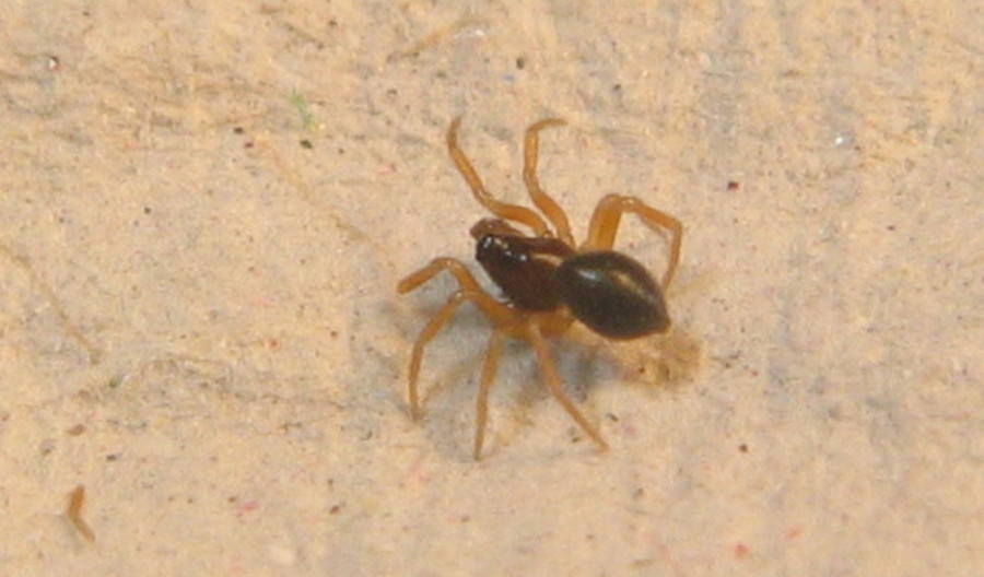 Minyriolus_pusillus-2.jpg