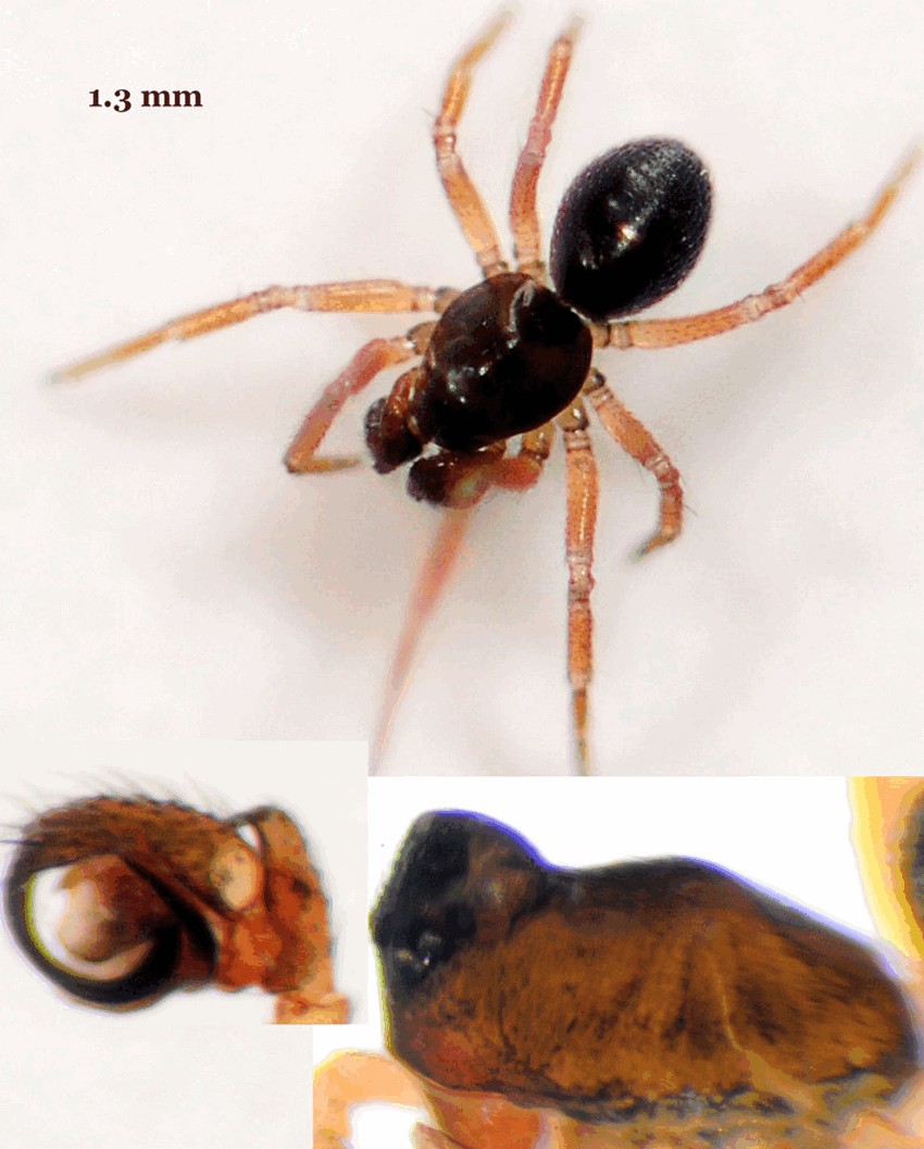 Minyriolus_pusillus-3.jpg