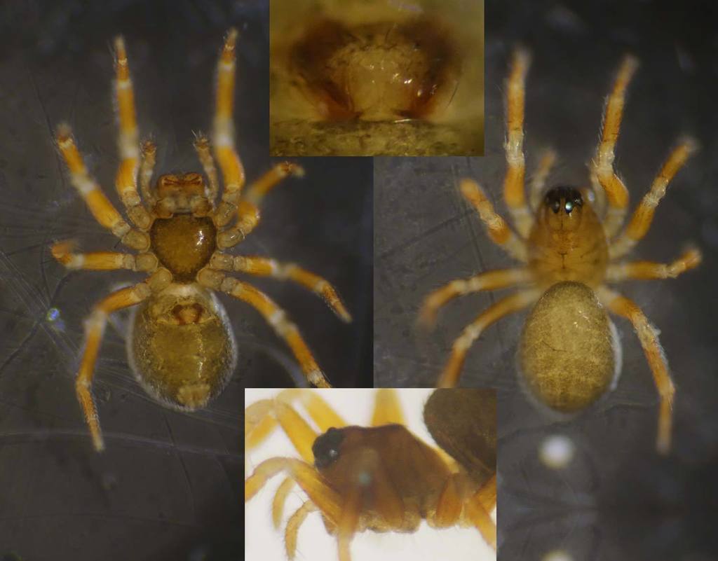 Minyriolus_pusillus-4.jpg