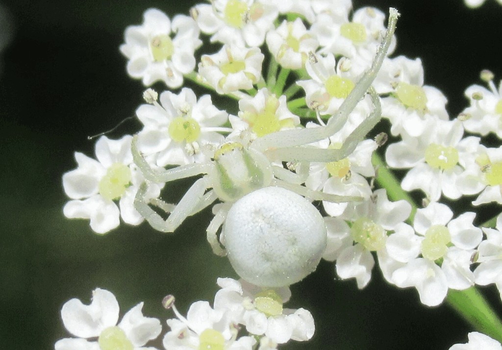 Misumena_vatia-1.jpg