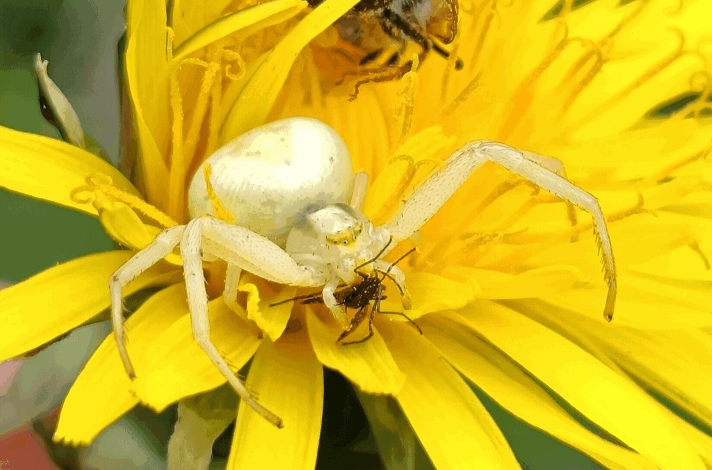 Misumena_vatia-2.jpg