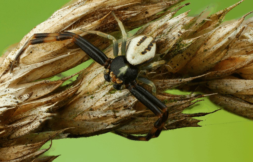 Misumena_vatia-3.jpg