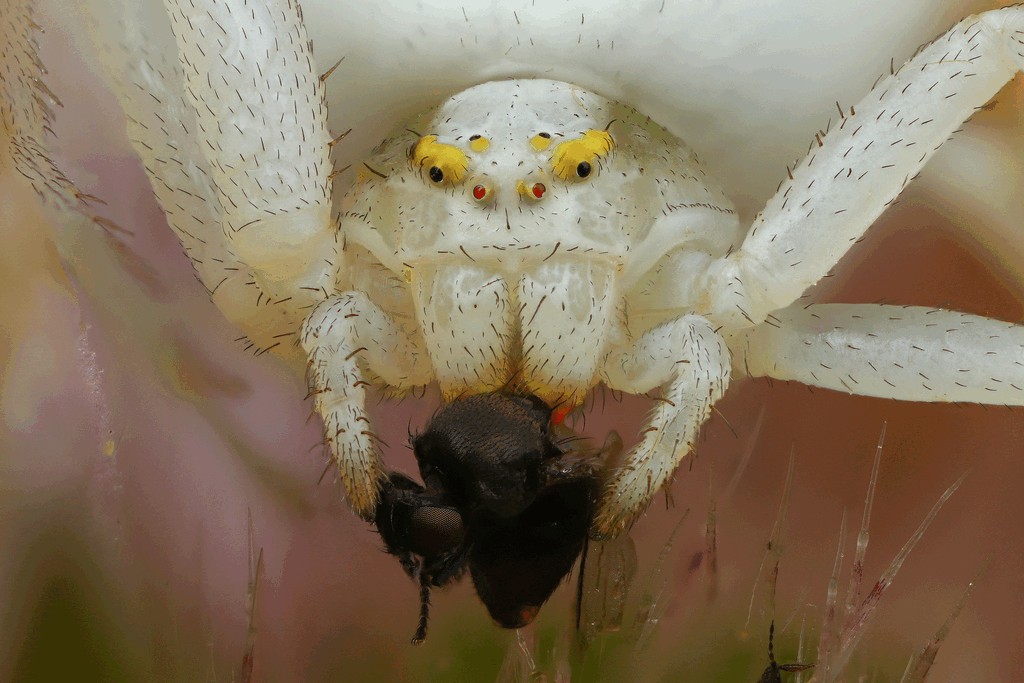 Misumena_vatia-4.jpg