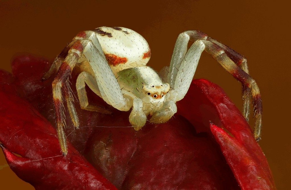 Misumena_vatia-5.jpg