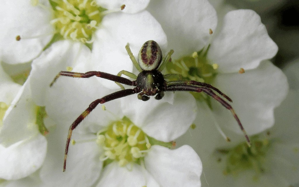 Misumena_vatia-6.jpg
